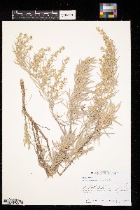 Artemisia cana image