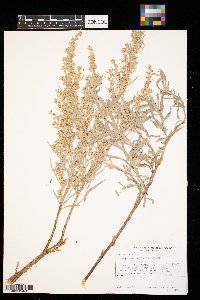 Artemisia cana image