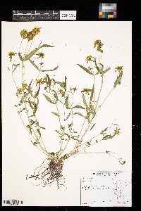 Bidens cernua image