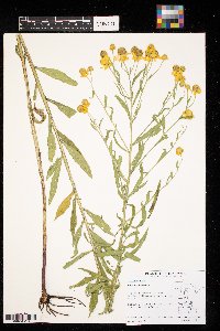 Helenium autumnale image
