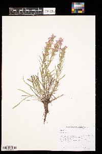 Liatris punctata image