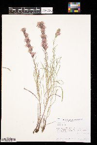 Liatris punctata image