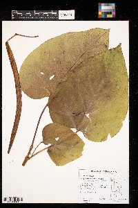 Catalpa bignonioides image