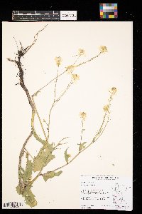 Brassica juncea image