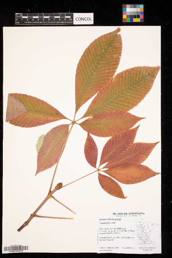 Aesculus flava image