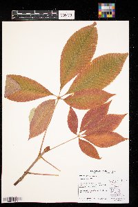 Media resource of Aesculus flava