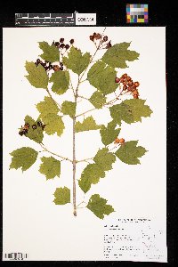 Viburnum opulus var. americanum image