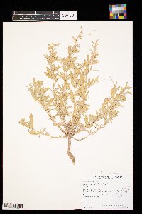 Atriplex confertifolia image