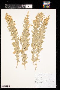 Media resource of Atriplex gardneri