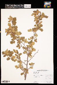 Rhus trilobata image