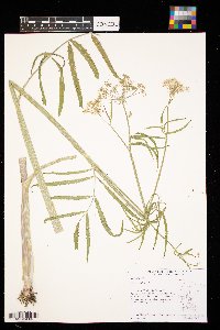 Falcaria vulgaris image