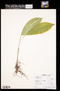 Convallaria majalis image