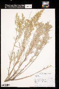 Artemisia cana image