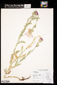 Carduus acanthoides image
