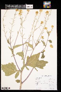 Brassica rapa image