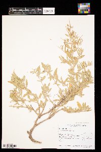 Atriplex confertifolia image