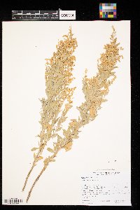 Thumbnail image of current specimen