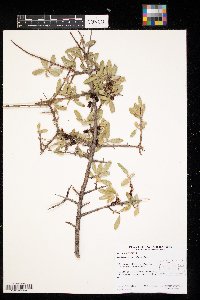 Shepherdia argentea image