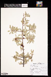 Shepherdia argentea image