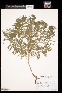 Euphorbia virgata image