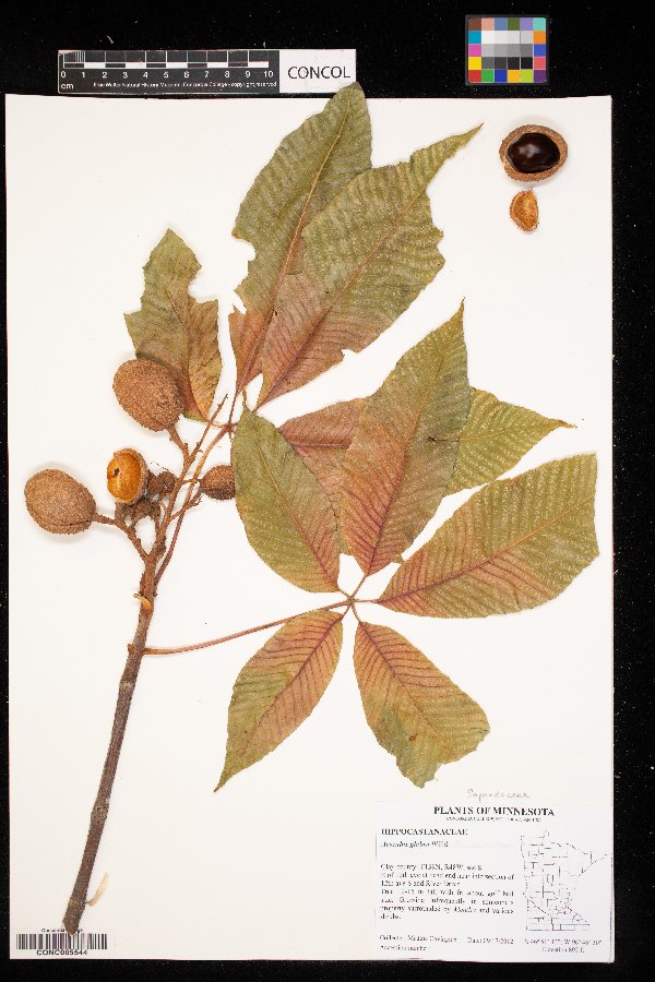 Aesculus image