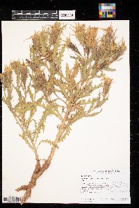 Mentzelia decapetala image