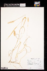 Setaria pumila image