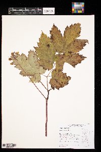 Actaea pachypoda image