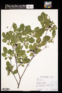 Rhamnus cathartica image