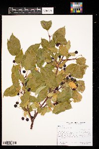 Media resource of Malus spectabilis