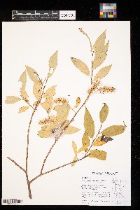 Salix sericea image