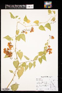 Solanum dulcamara image
