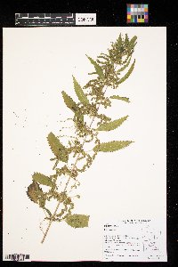 Urtica dioica image