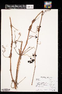 Vitis vulpina image