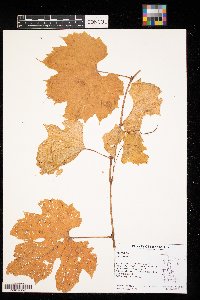 Vitis vulpina image