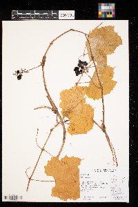 Vitis vulpina image