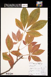 Aesculus flava image