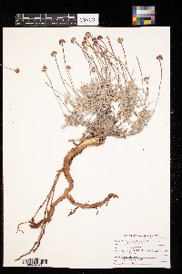 Eriogonum pauciflorum image