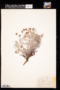 Eriogonum pauciflorum image