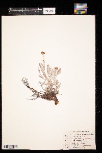 Eriogonum pauciflorum image