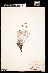 Eriogonum pauciflorum image