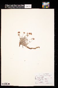 Eriogonum pauciflorum image