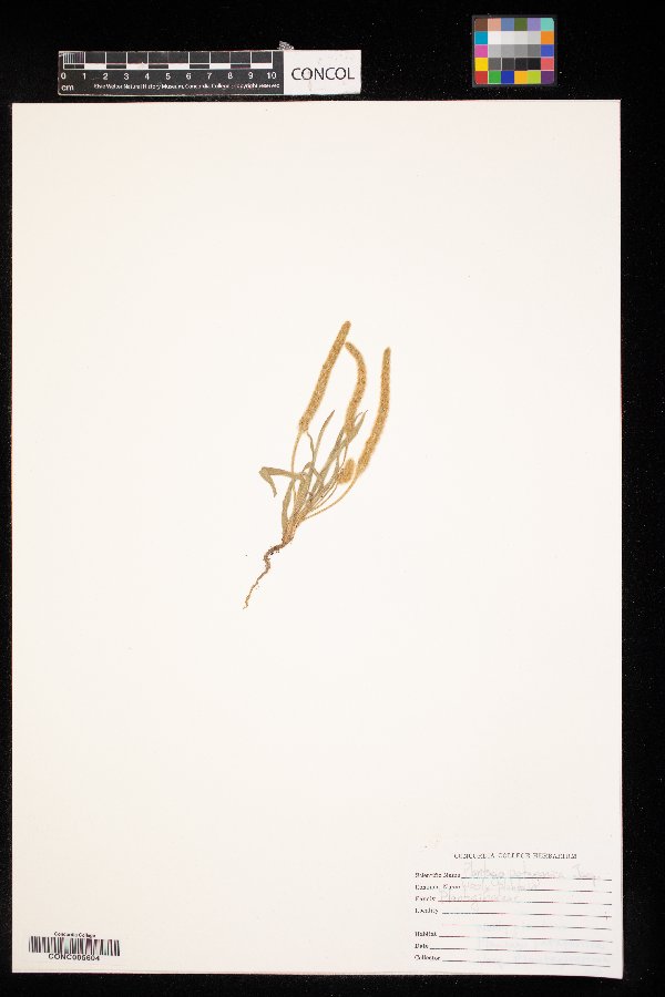 Plantago patagonica image