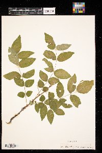 Zanthoxylum americanum image