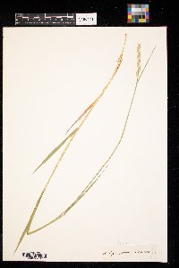 Elymus repens image