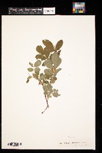 Rosa arkansana image