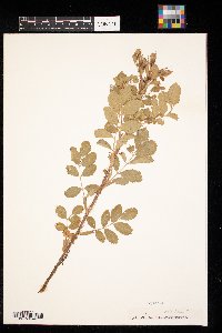 Rosa acicularis image