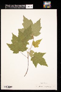 Acer rubrum image