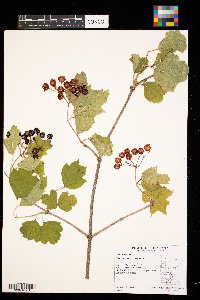 Viburnum opulus image