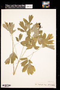 Caulophyllum thalictroides image
